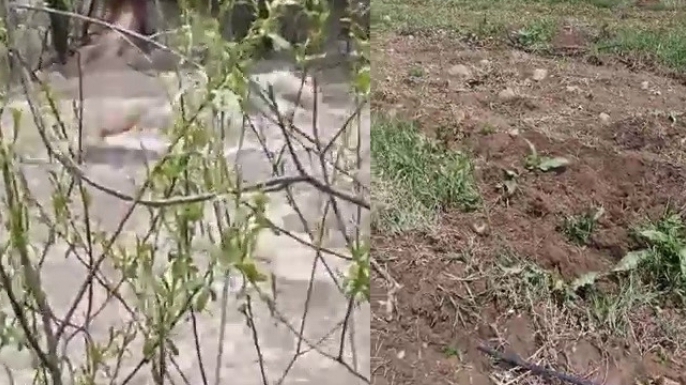 Suya kapılan büyükbaş hayvan telef oldu