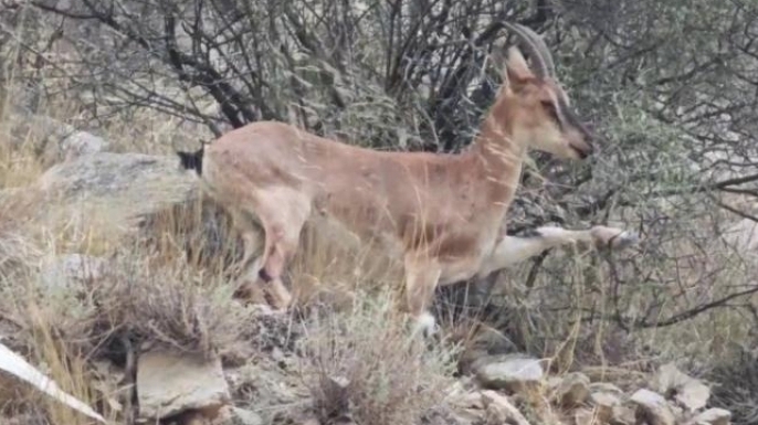 Uzundere'de dağ keçileri görüntülendi