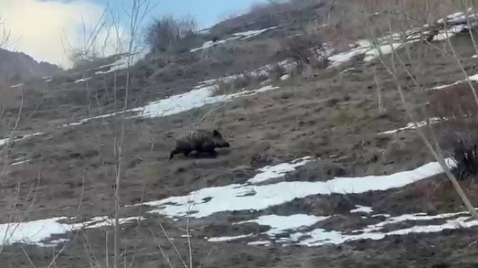 Yavru yaban domuzu sürüsünü arıyor