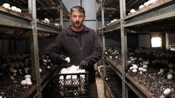 Yılın son mantar hasadı